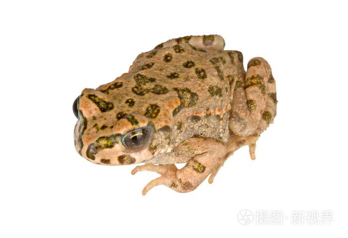 白色背景下分离的蟾蜍