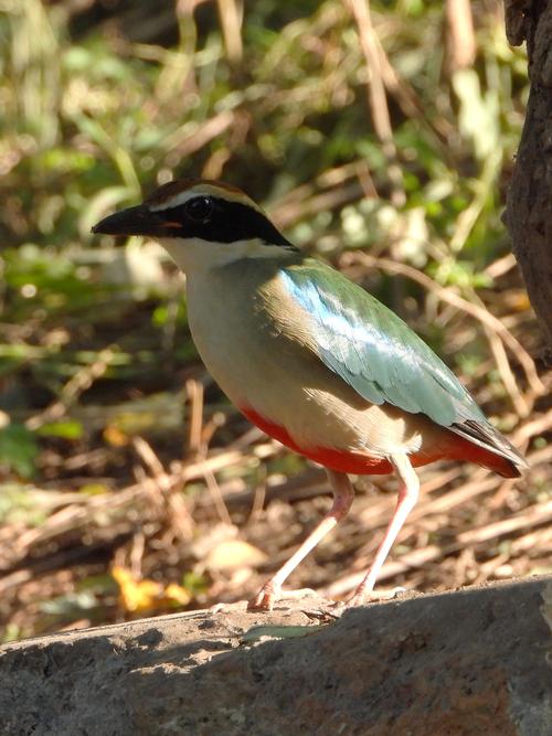 仙八色鸫  fairy pitta    pitta nympha   雀形目  八色鸫科