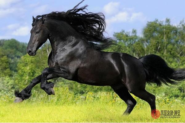 男马女羊婚姻是否相配 男马女羊婚配如何