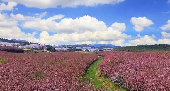 平坝农场樱花园现已种植50余万株6000余亩名贵樱花,堪称"贵州最佳樱花