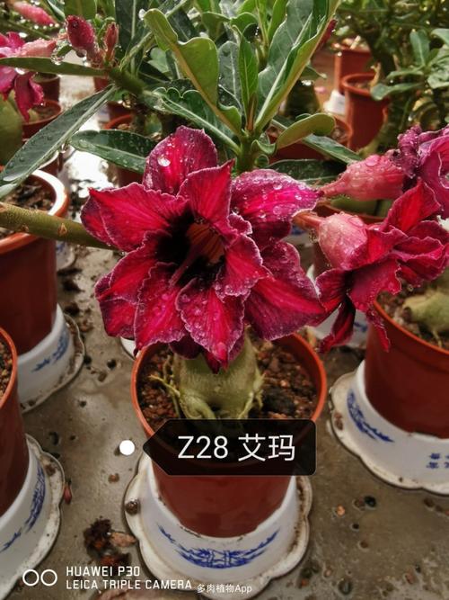 沙漠玫瑰精品花色,今天再更新一些花色图