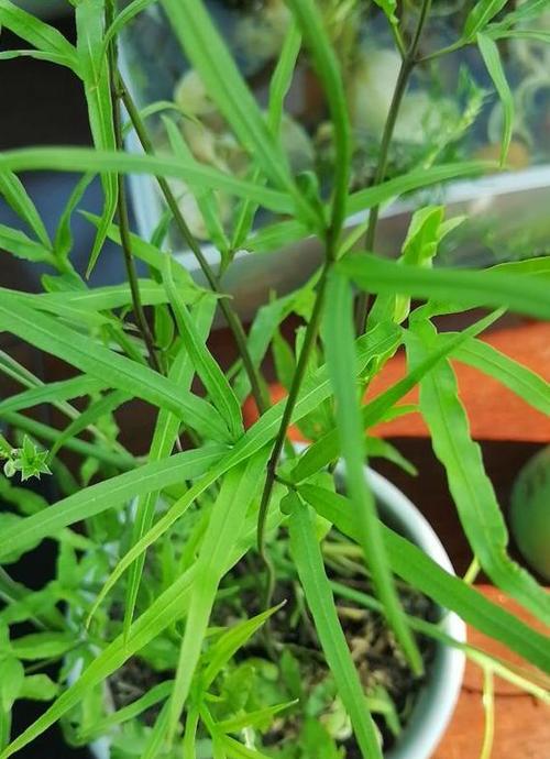 常见植物(杂草)识别与药用价值认知