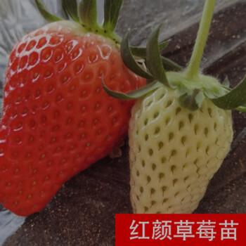 苗盆栽带土南北方种植当年结果食用牛奶草莓秧阳台带盆红颜草莓苗20颗