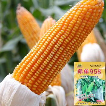 寿禾 郑单958玉米种子高产矮大棒批发包谷饲料杂交种家庭种植庭院大田