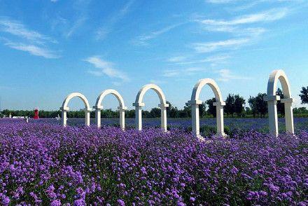 北京丰台的薰衣草庄园 - 紫谷伊甸园