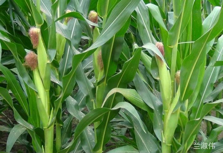 专业加工玉米秸秆(图)价格实惠 品质好 纯植物饲料 玉米秸秆