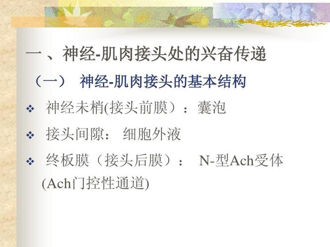 肌肉收缩机理ppt