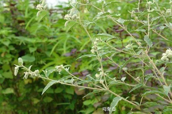 【中草药百科】鸡骨香的功效与作用:行气止痛,祛风消肿,舒筋.