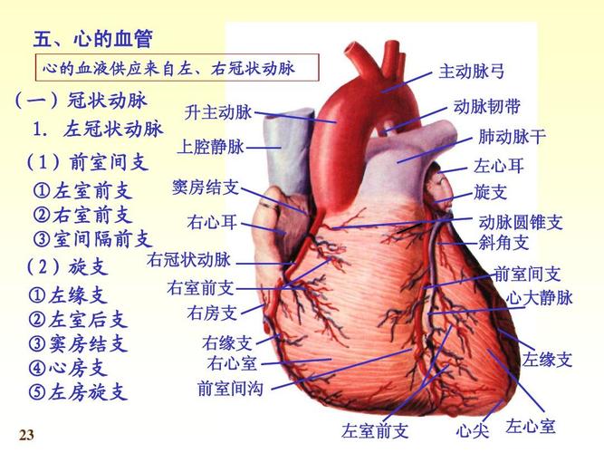 左冠状动脉 升主动脉 上腔静脉 (1)前室间支 窦房结支 ①左室前支 ②
