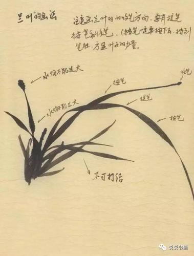 梅,兰,竹,菊,国人的精神寄托!(精美大图100副)