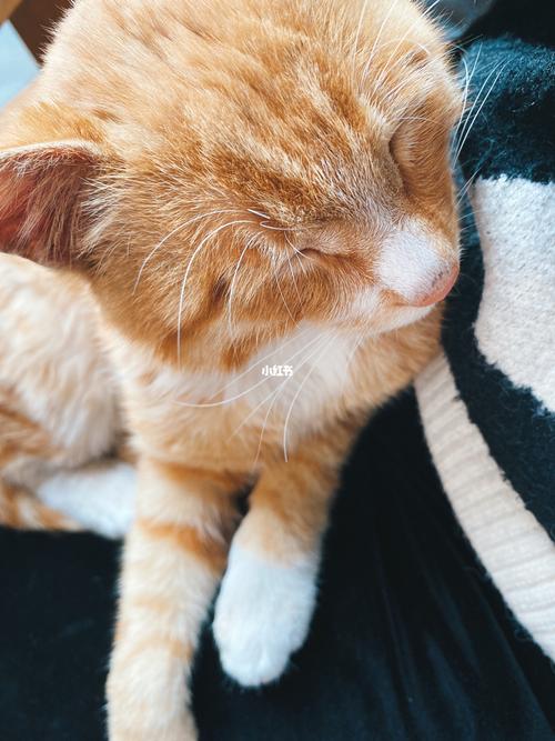 小黄猫_橘猫_橘猫日常_宠物_猫