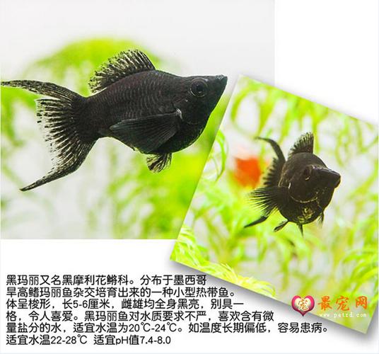 黑玛丽鱼介绍