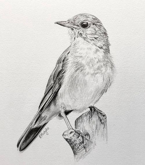 活灵活现的各种鸟类素描
