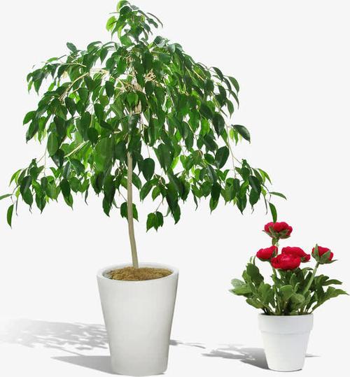 盆景绿色植物花卉