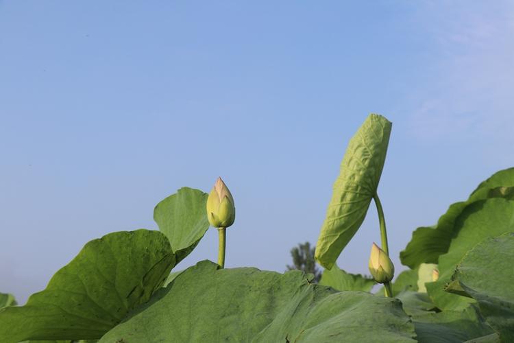 谯城区十河镇初夏荷叶争先叠