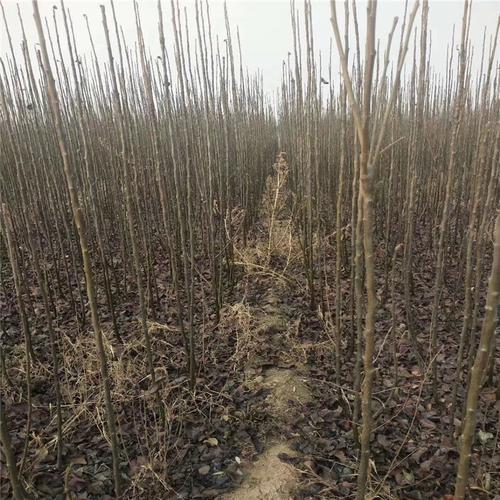 秋月梨树苗供应 山东秋月梨苗批发基地 2公分秋月梨树苗
