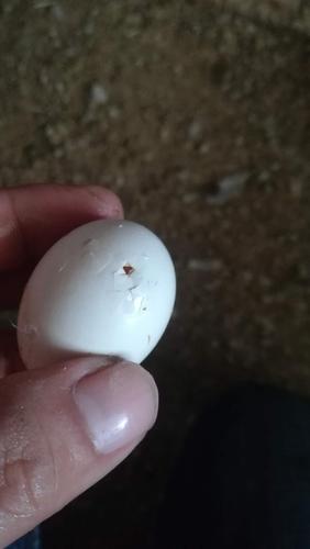 其它 鸽子养成记 写美篇 鸽蛋孵化5天后,就要进行第一次照蛋,其上目的