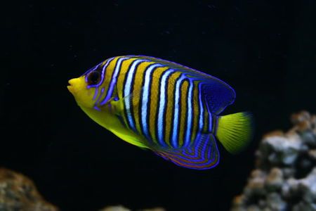 求鱼的名字 海洋里的鱼的名字 有条纹的 扁扁的