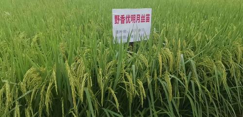野香优明月丝苗