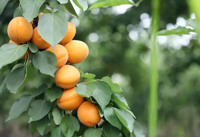 又到一年杏黄时永城芒砀山山杏采摘指南请您收好了