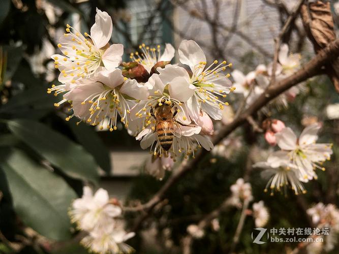 se 二月花 随拍
