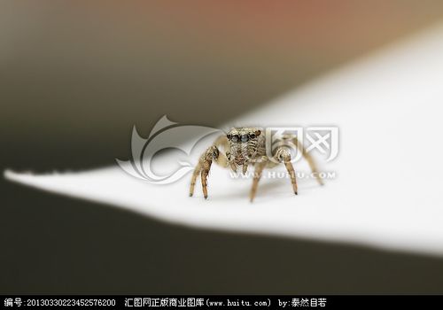 蜘蛛 大眼睛跳珠