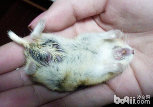 仓鼠湿尾和中暑有哪些不同