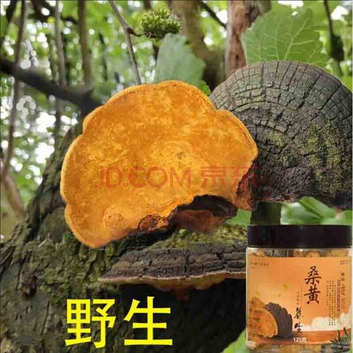 西藏自治区桑树金边桑黄野生桑茶的功效125g500g 图片色
