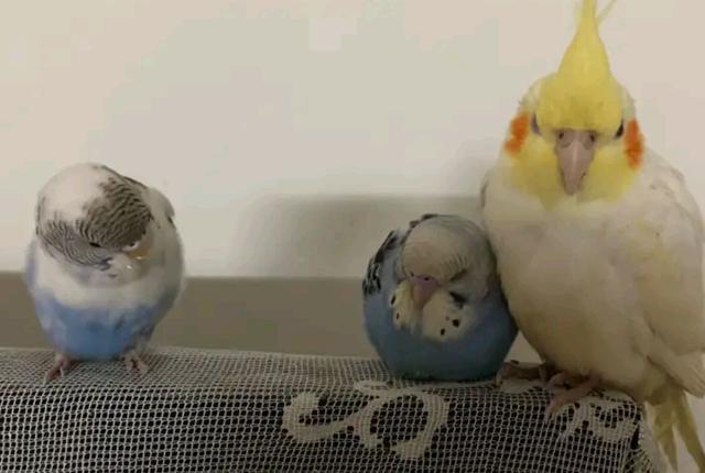 玄凤鹦鹉与虎皮鹦鹉