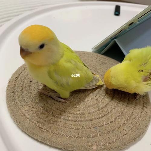 牡丹鹦鹉_鹦鹉_牡丹_手养牡丹鹦鹉_宠物_宠物其他