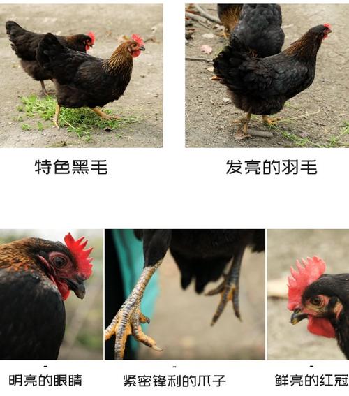 好一只帅气的鸡咕咕