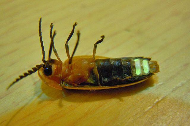 雄性萤火虫和雌性萤火虫差别