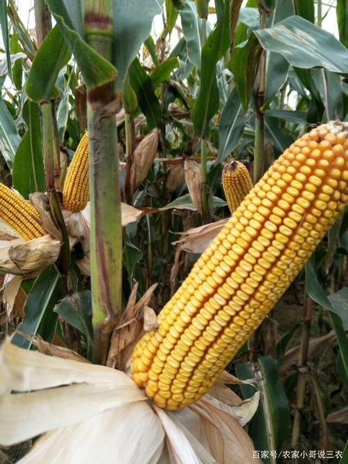 玉米种子发芽 - 热门商品专区