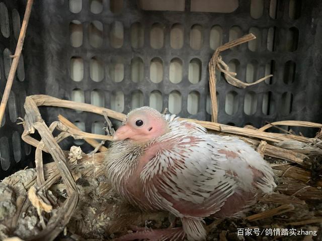 幼鸽的生长过程及鸽子的性成熟