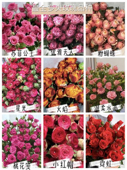 一次认识所有多头玫瑰多头玫瑰品种大全