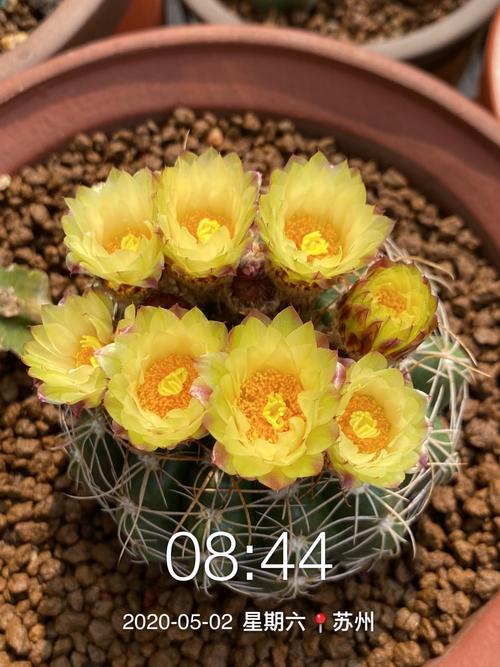 仙人球的那些花事