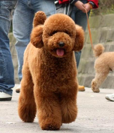 巨贵长大了就是这样子的)一窝7只,有棕红色,香槟色和黑色