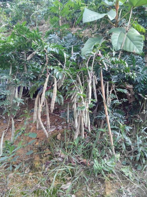 野生牛大力 牛大力种苗|中草药 批发