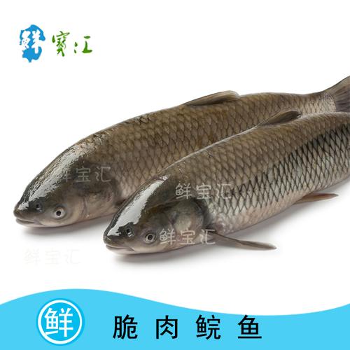新鲜水产脆皖鱼中山脆肉鲩草鱼脆鲩火锅食材脆肉皖10斤1条包邮