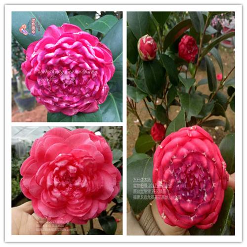 万升花木 花凤冠茶花 花凤冠茶花小苗 大小苗均有特价