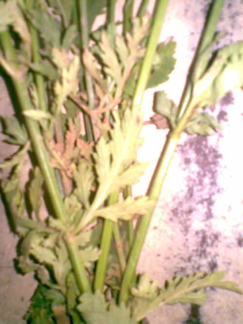 请大家告诉我这是什么草!据说可以治乙肝,上三张图