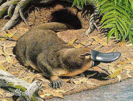 展开全部     鸭嘴兽是最原始的哺乳动物之一,它是未完全进化的哺乳