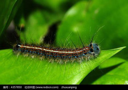 有没有东北贴树皮图片,跪求