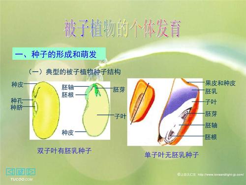 一,种子的形成和萌发 (一)典型的被子植物种子结构 单子叶无胚乳种子