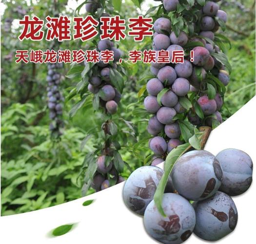 快乐暑假|跟着网红吃龙滩珍珠李
