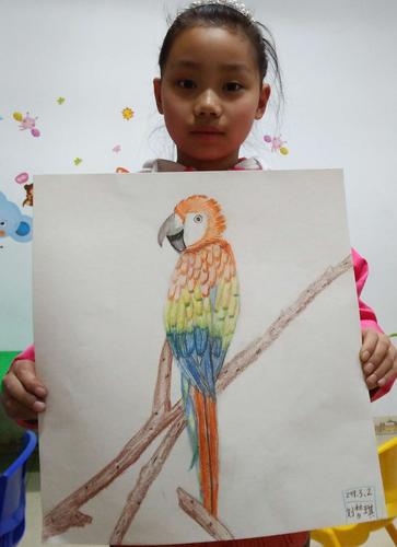 创意中级一班 彩铅画技巧练习 鹦鹉