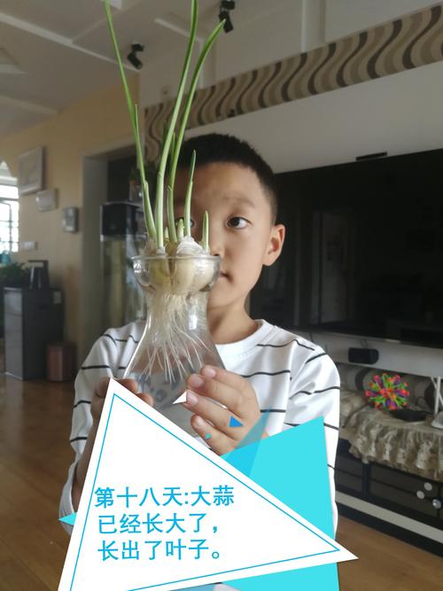大蒜的生长过程