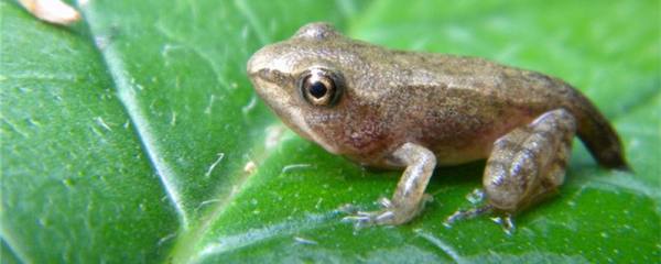 青蛙生活在什么地方什么时间出来活动
