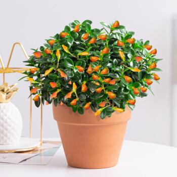 金鱼花吊兰植物美化室内阳台客厅盆栽花卉四季开花易活金鱼吊兰中盆