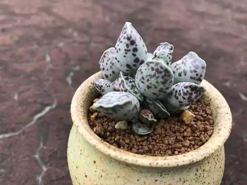 多肉植物海豹水泡